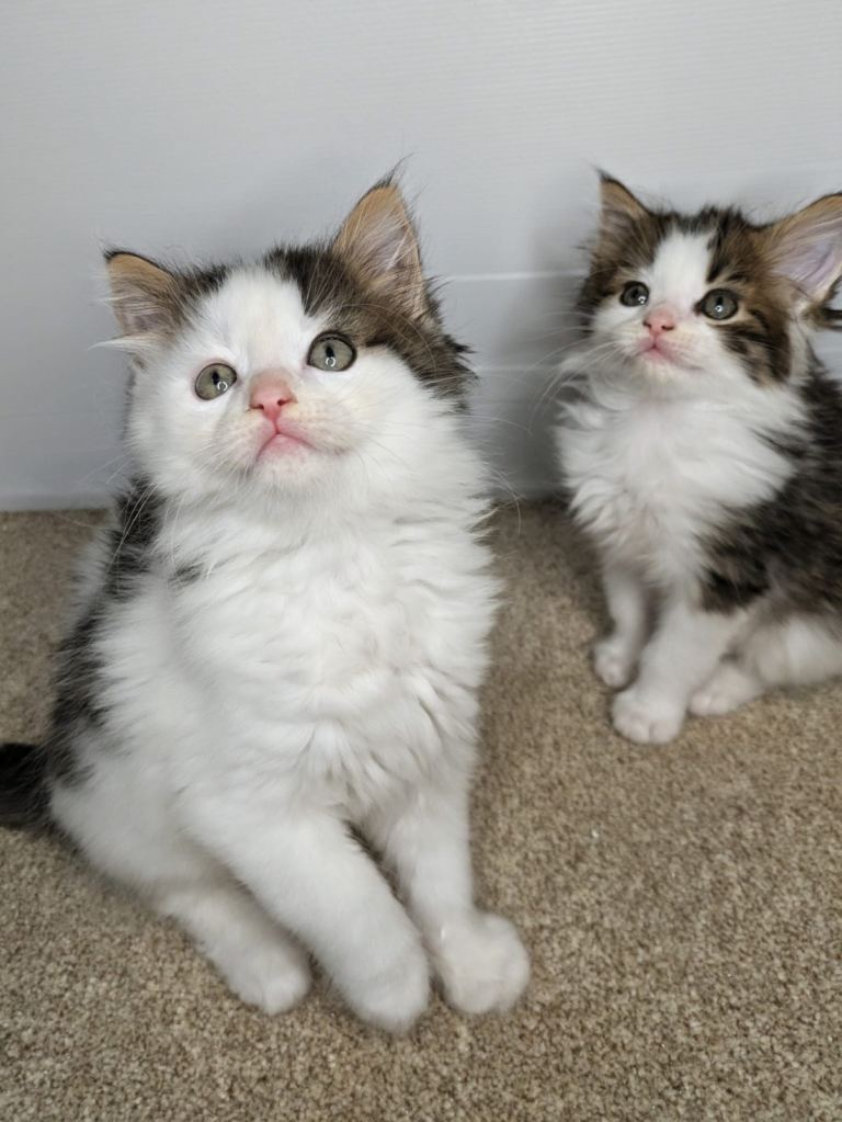 Maine coon kittens for sale 
