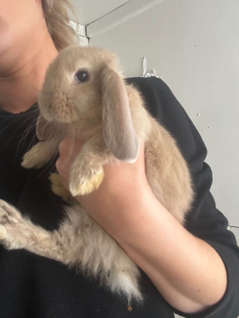 One baby left - Pure Bred French Lop Rabbits 