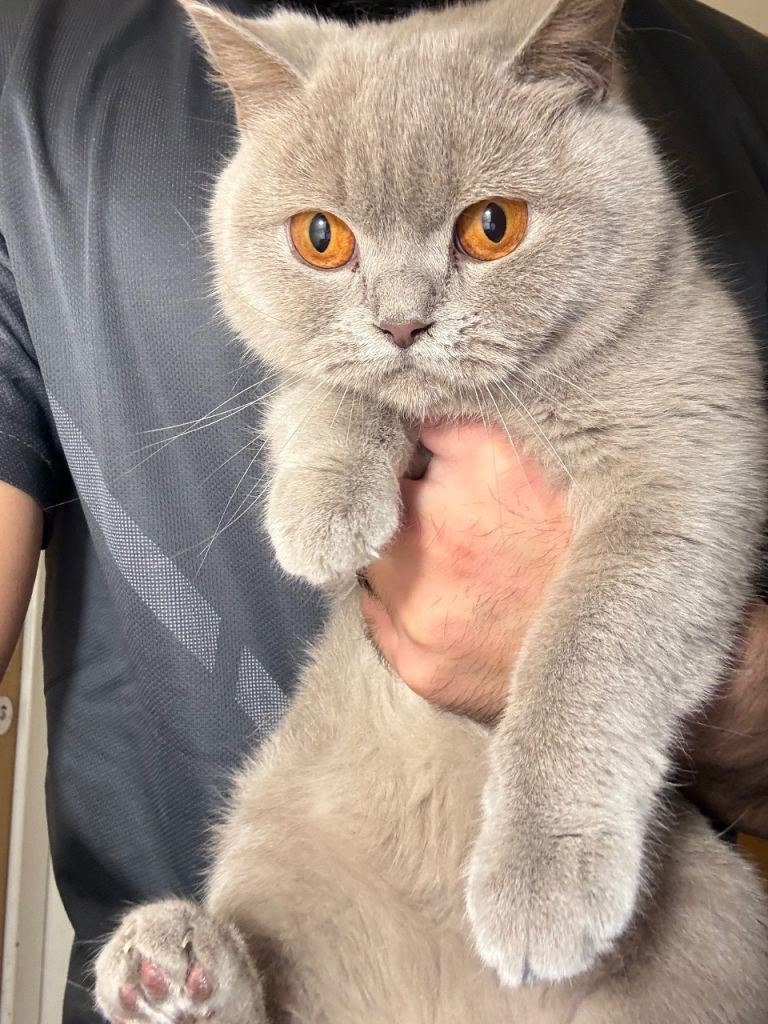 400 EACH 2x Gorgeous British  Blue Lilac girls 