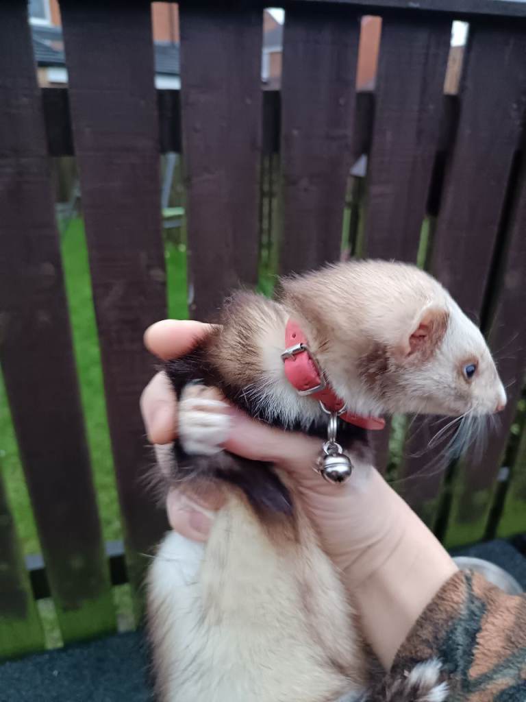 2 ferrets for sale