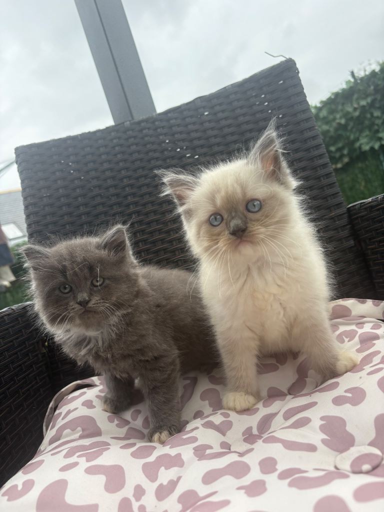 Ragdoll & ragcoon kittens 