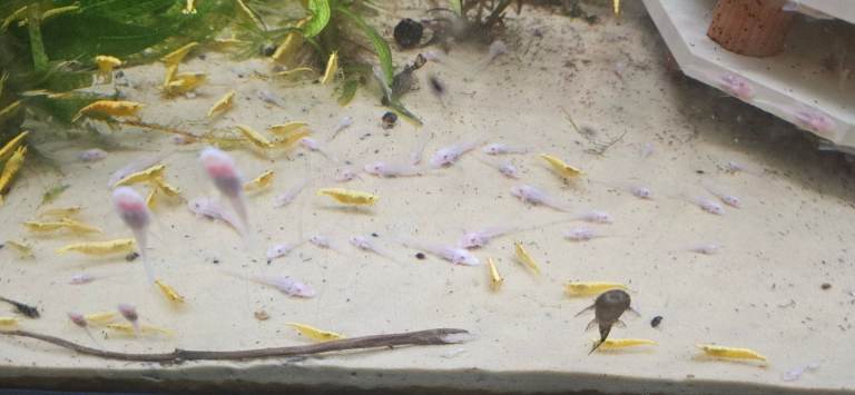 Longfin snow white bristlenose 