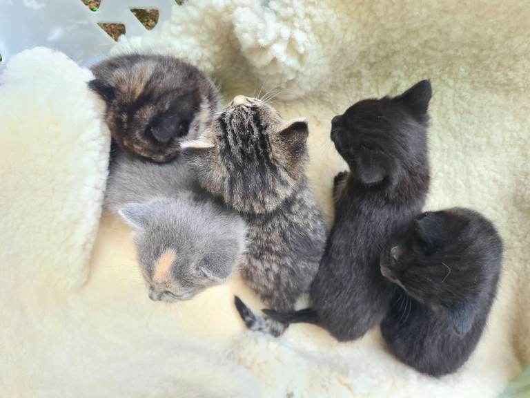 Mixed Breed Kittens for Sale