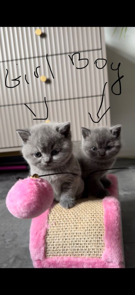 British short kittens for sale 