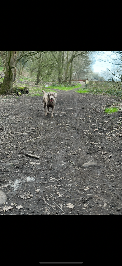 Silver Labrador Girl KC Reg