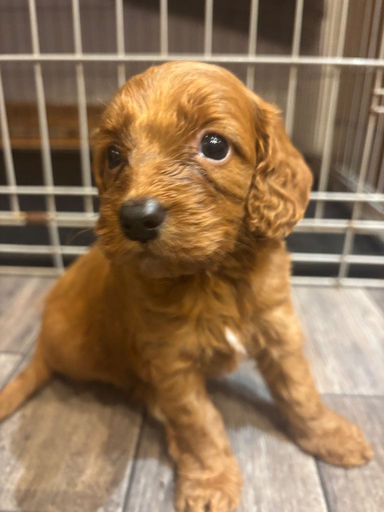  Cockapoo