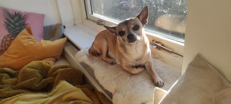 Rico looking for garden 