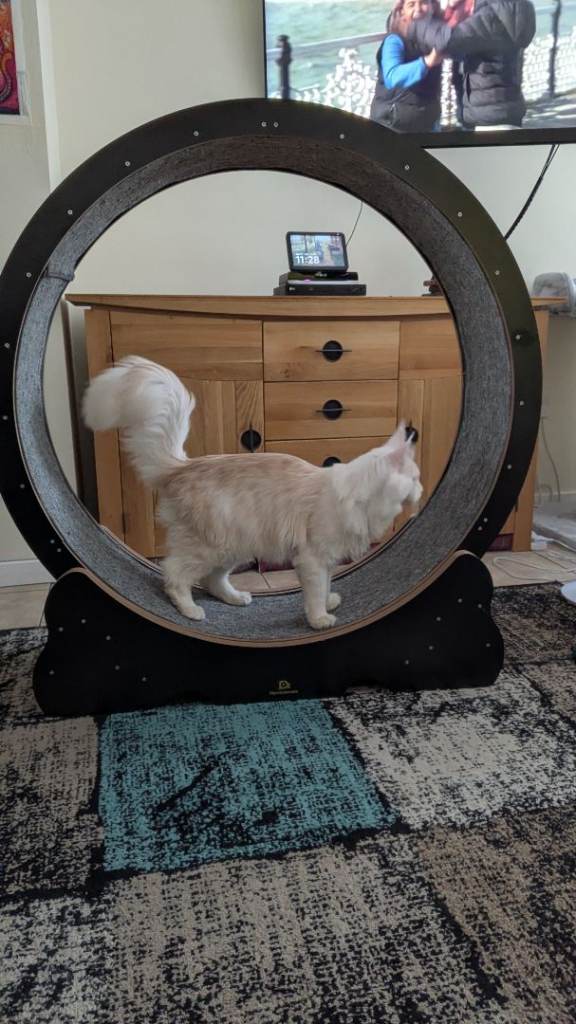 Naviconvex XL cat running wheel