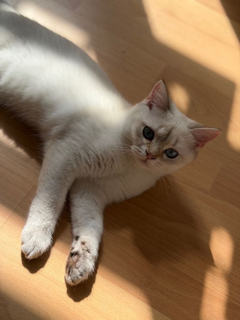 vaccinated Beautiful White Colourpoint Kittens with Blue Eyes – Male & Female