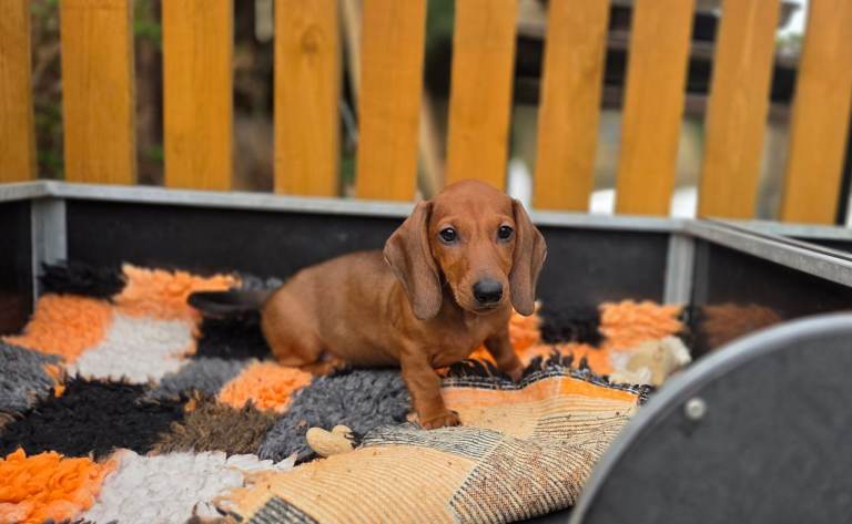 Adorable KC registered Standard Smooth-Haired Dachshund puppies