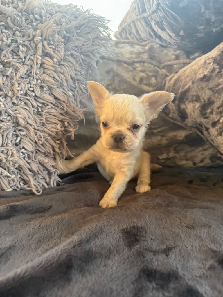 French bulldog puppies