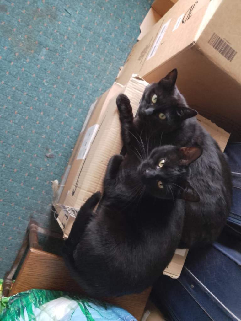 Beautiful Black Cats Seeking Loving Forever Home(s)