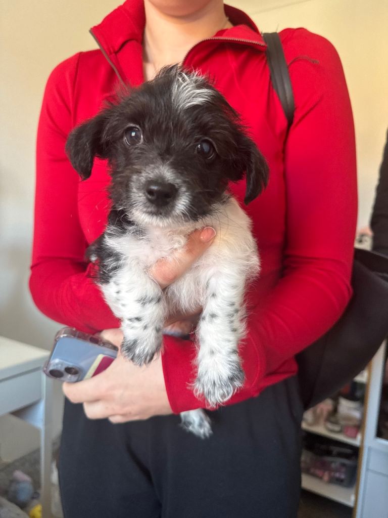 Chihuahua x puppies ready for new home