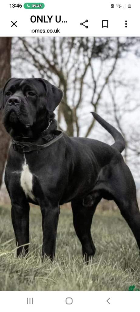 Cane corso puppies 1 male 2 females