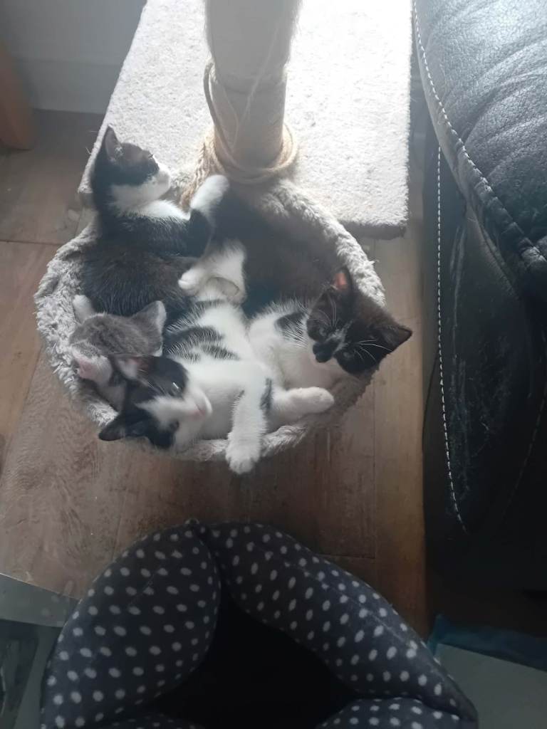 Kittens 