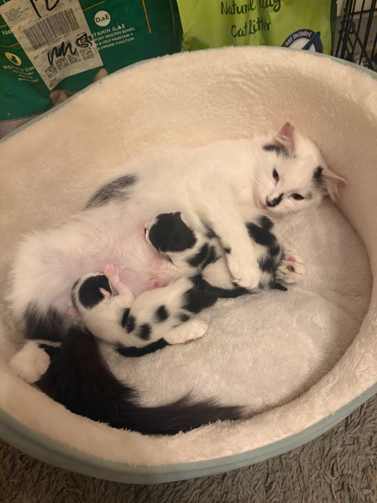 Black and white kittens 