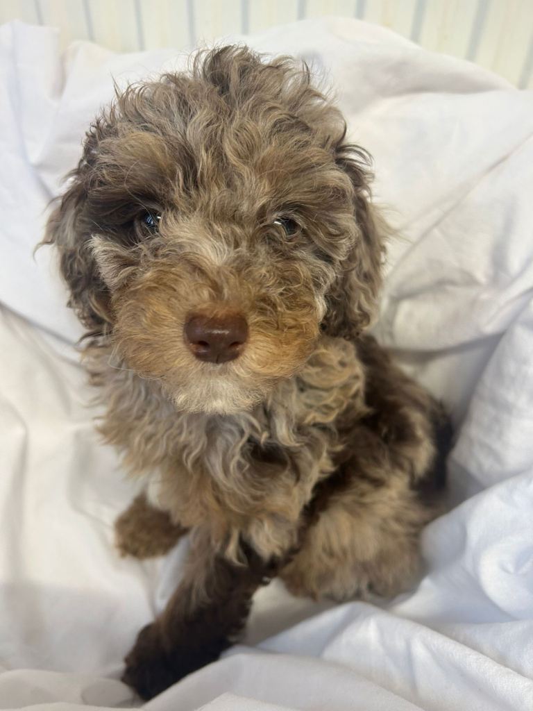 Healthy Pure Poodle Puppies (3 left)