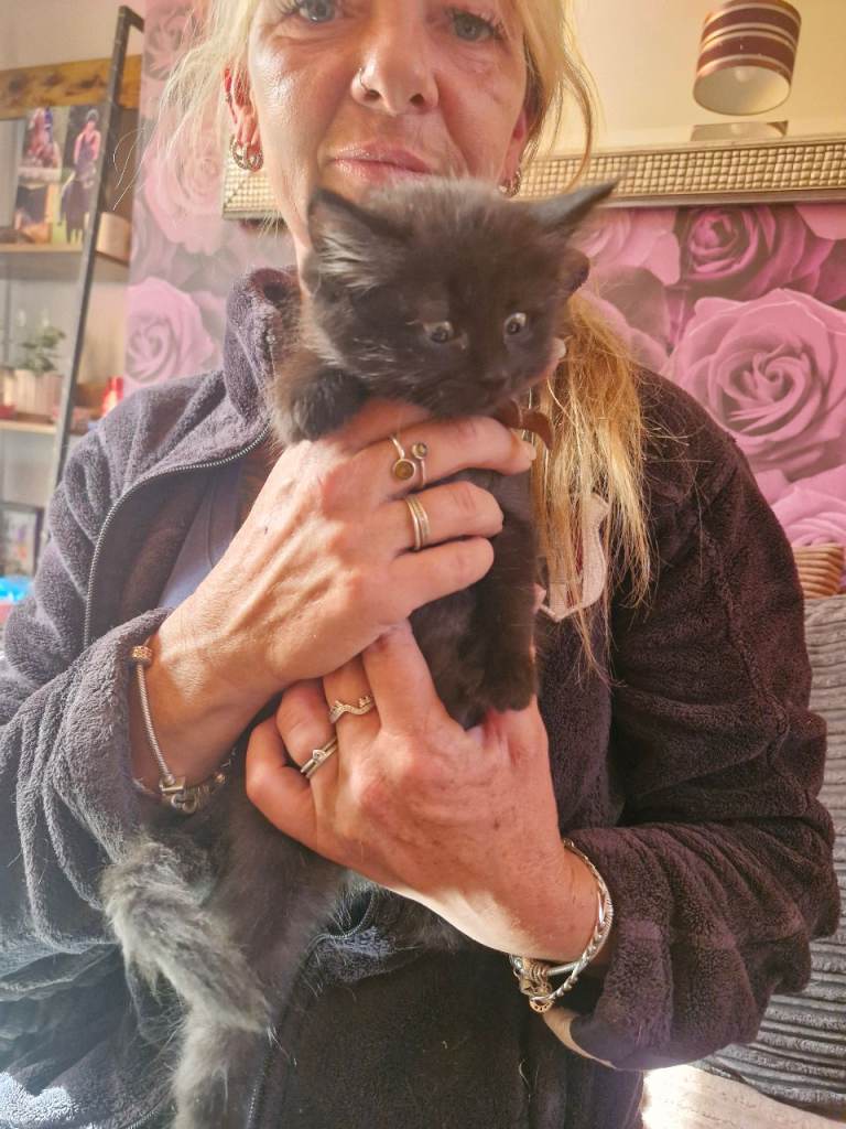 Ragdoll cross kittens READY NOW 2 left