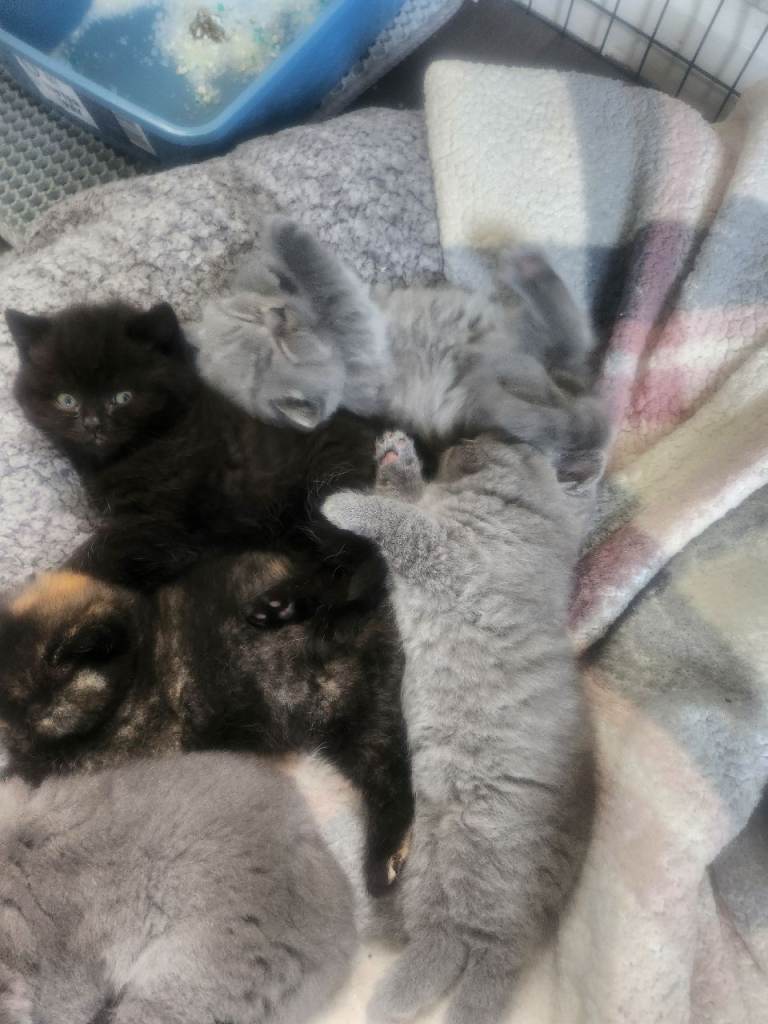 Kittens 