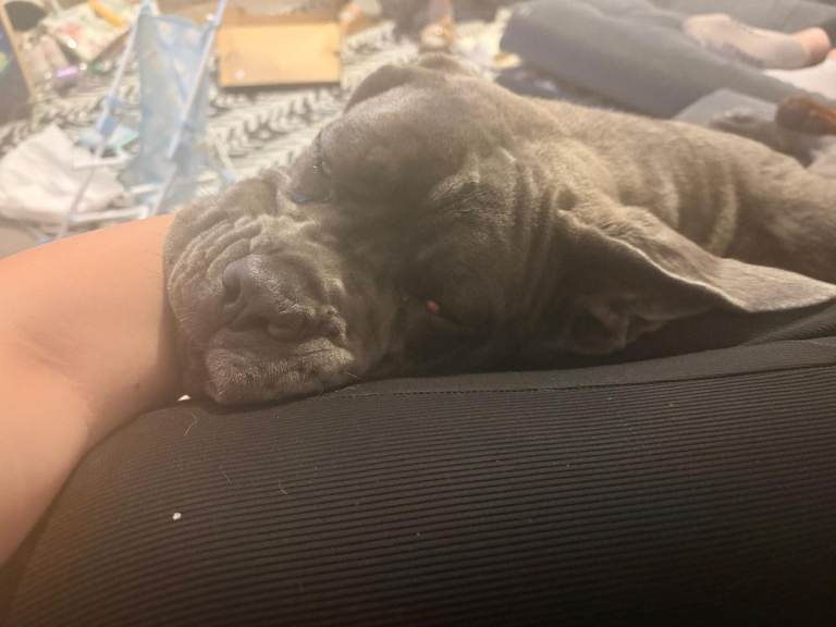 8 month old female cane corsa 