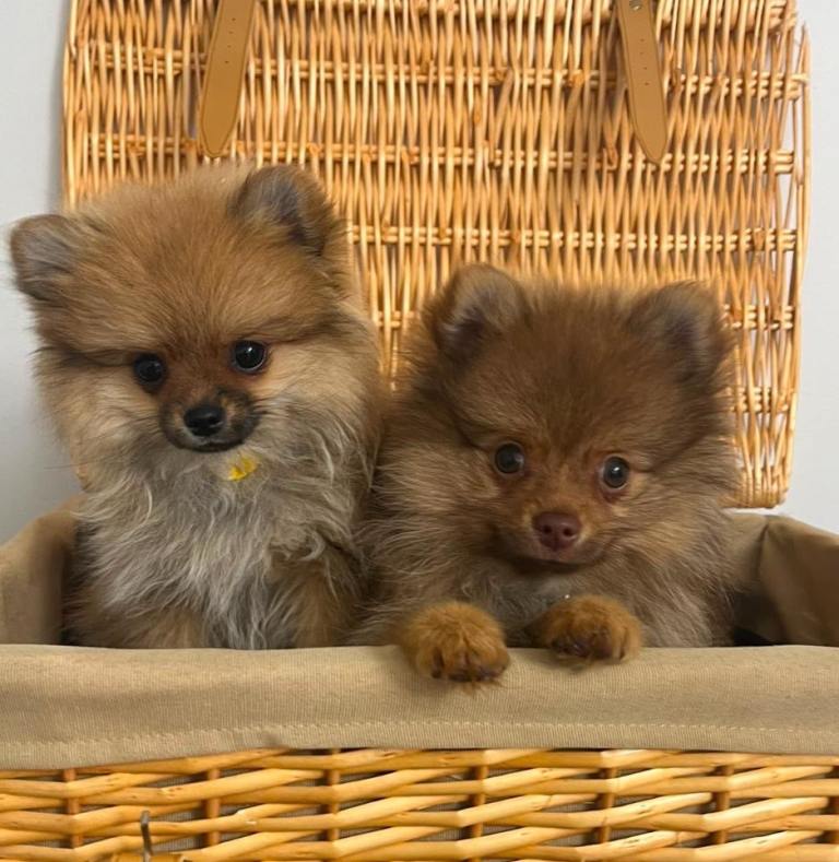 Tiny Pomeranian Puppies 👀🏡