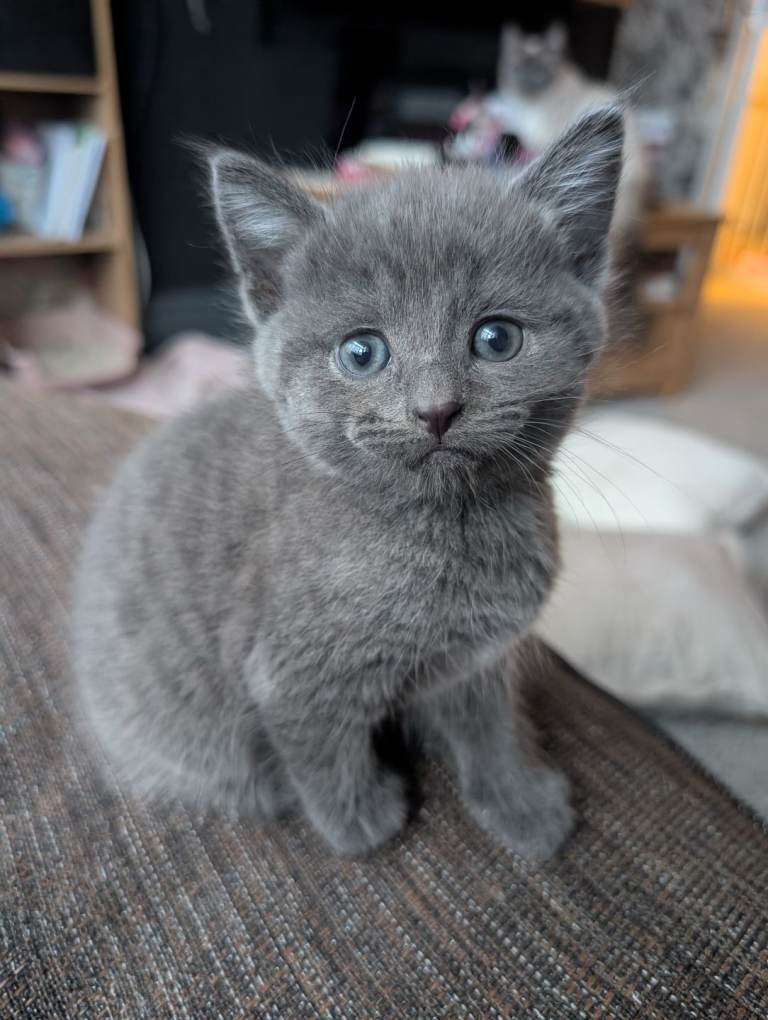 Adorable Grey Kitten 🩶