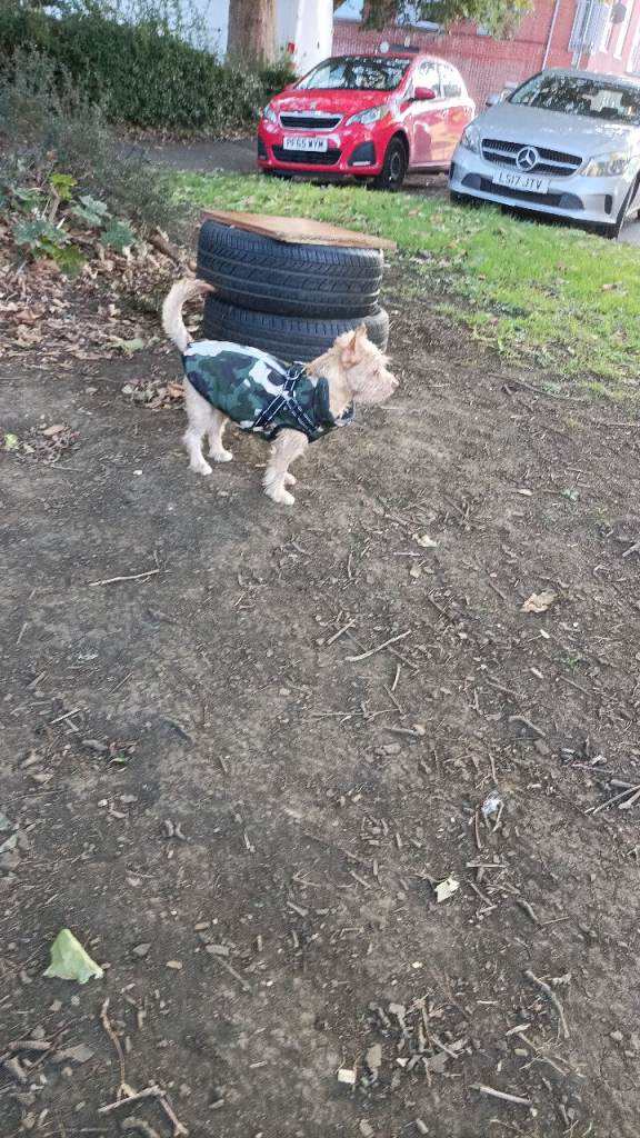 10 month jack Russell x 