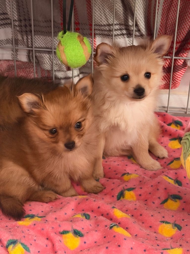 POMCHI PUPPIES