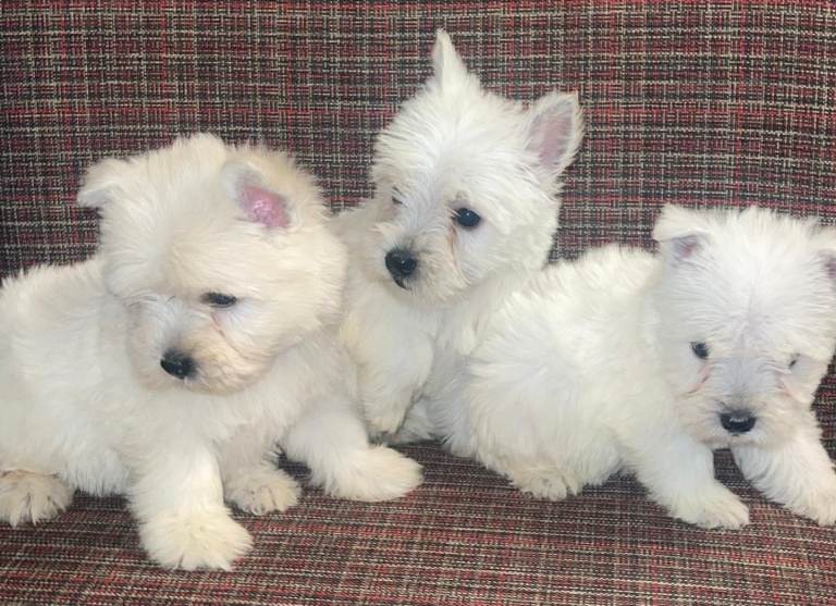 West Highland terrier puppies 