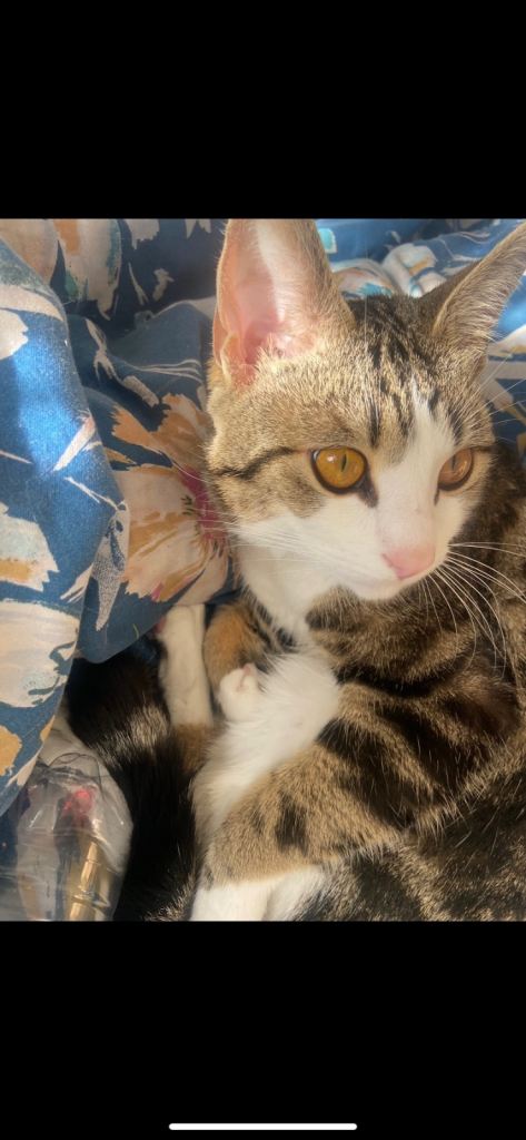 Beautiful 20 month old cat