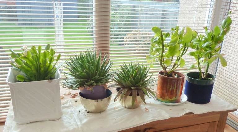 5 House Plants In There Containers 1 Flowering Cactus And 4 Others ( NO TEXTS PLEASE ) 