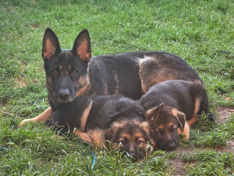 German shepherd puppy's 