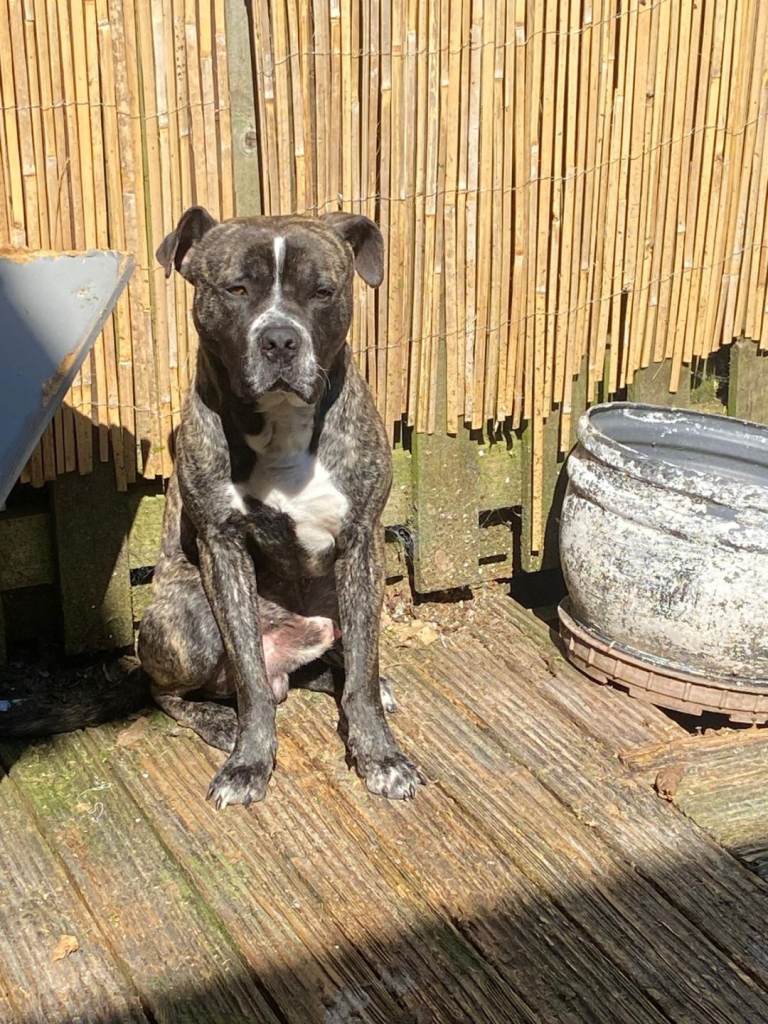 Bulldog cross cane corso