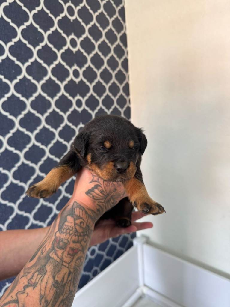 Rottweiler pups for sale 