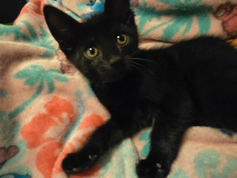 1 beautiful kittens left