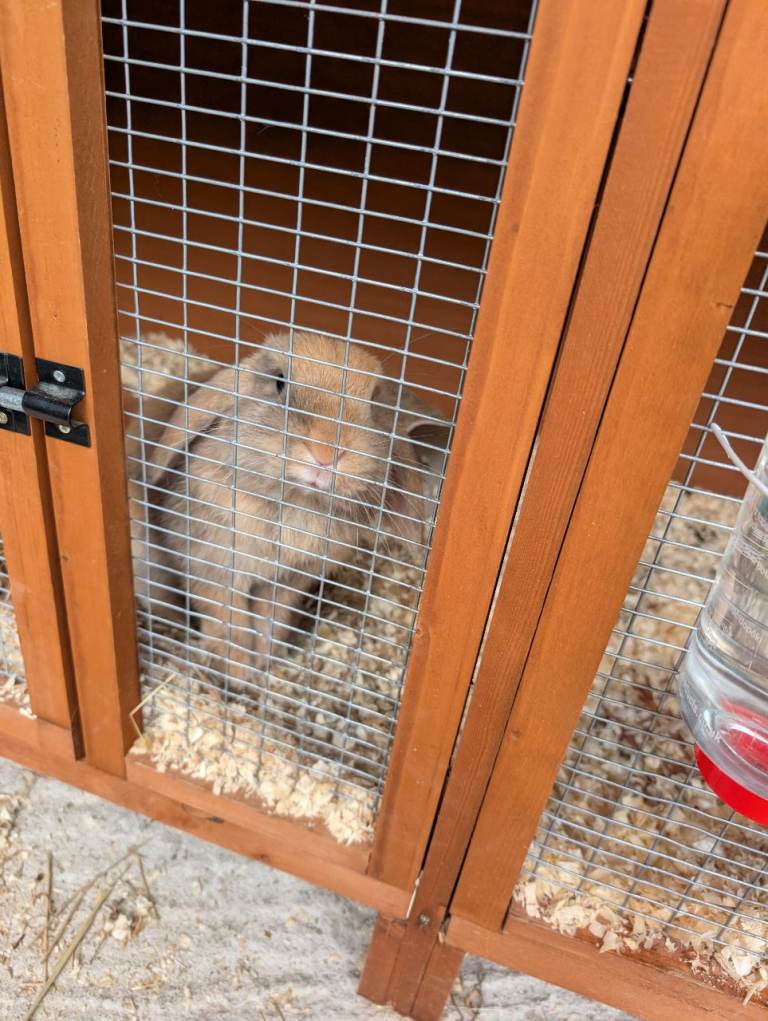 Gorgeous caramel coloured mini lop rabbit and hutch full set up 