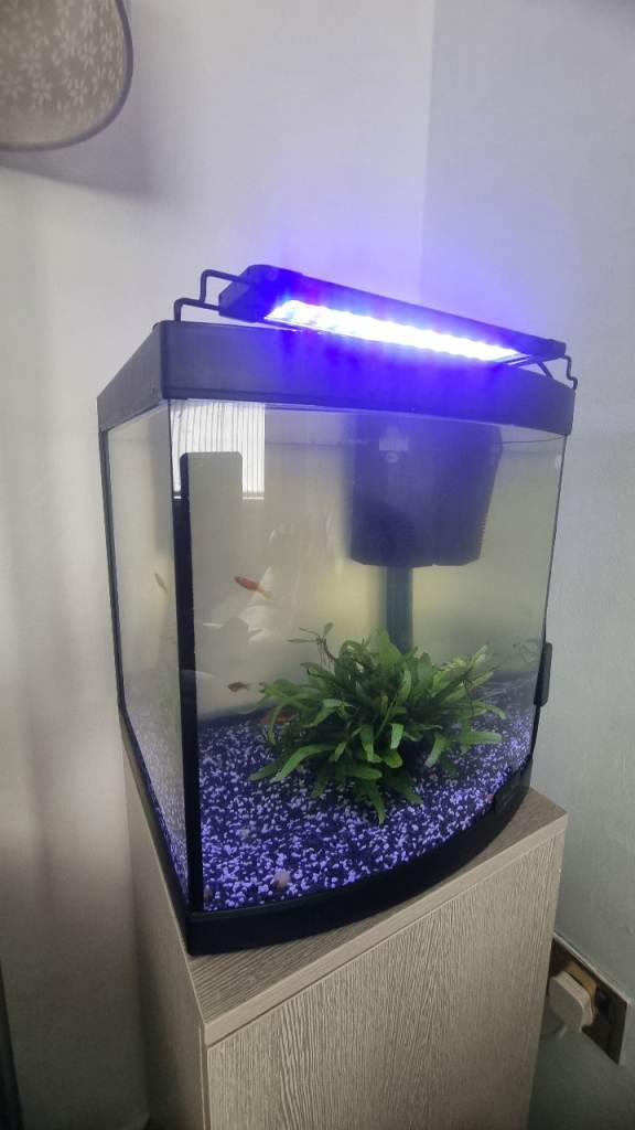 Fish tank 