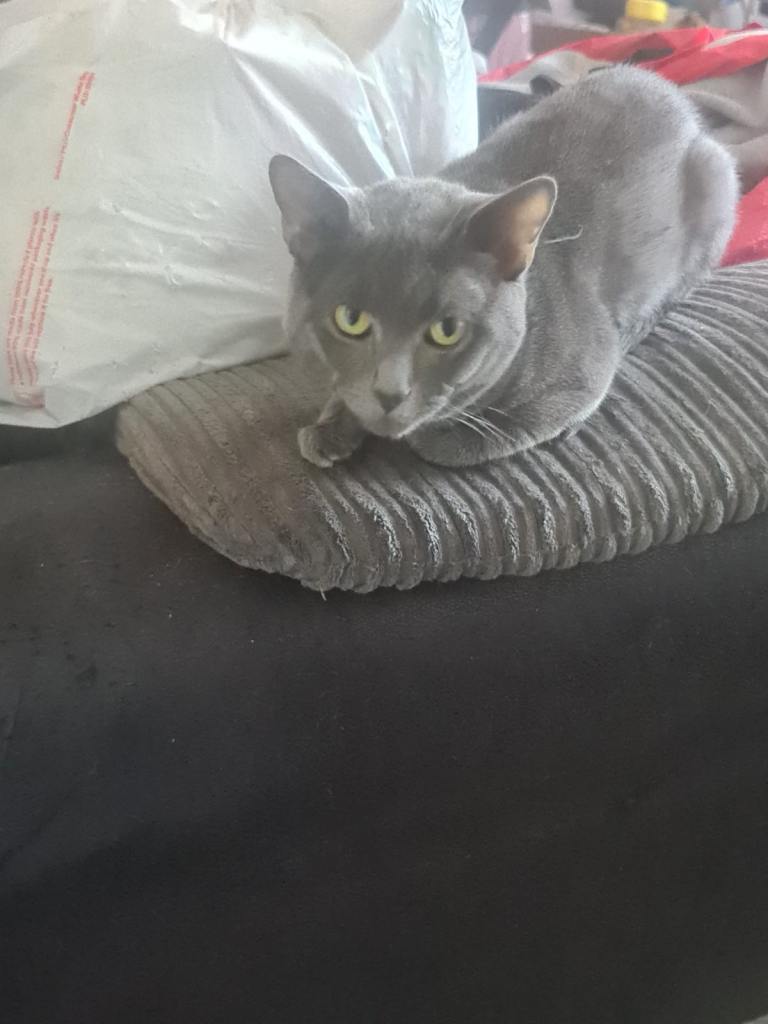 Russian blue cat for sale 