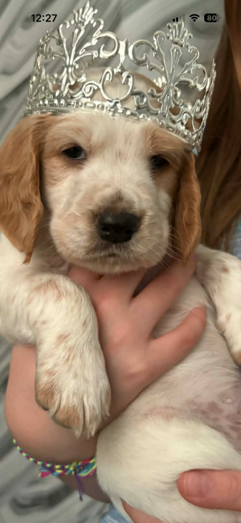 Pedigree club registered cocker spaniels