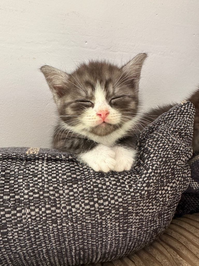 kittens