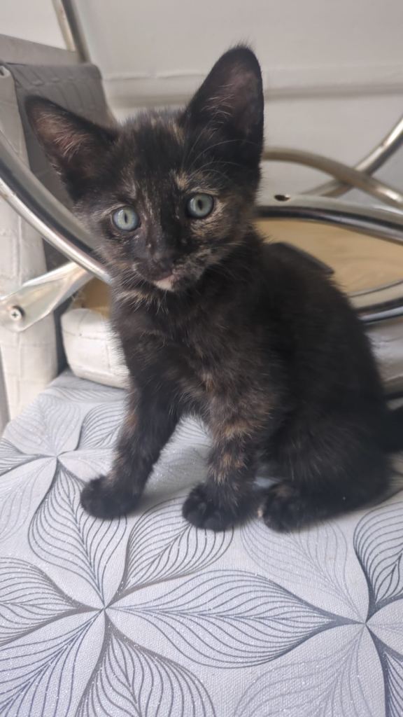 Kittens for sale 