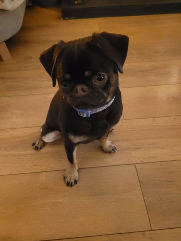 Daisy the Pug 