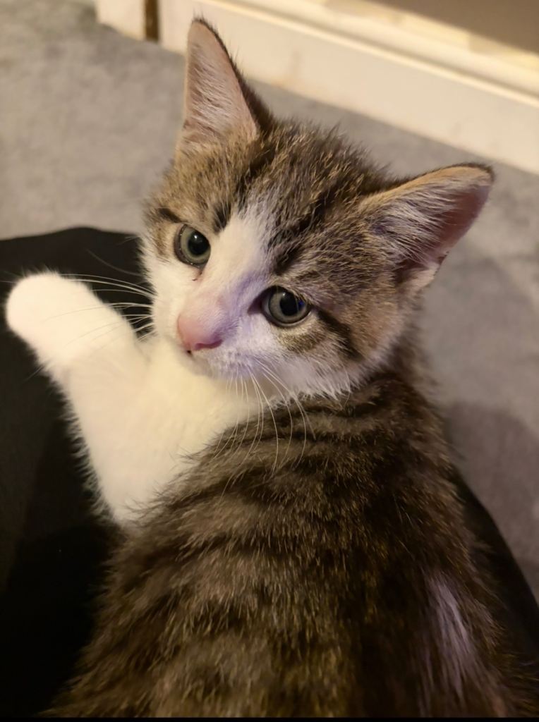 Kittens for sale 
