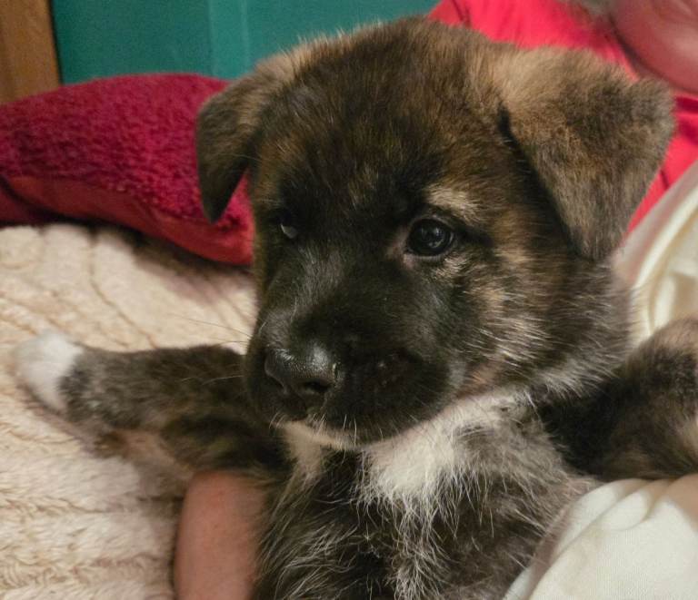 6 Stunning Japanese Akita Pups