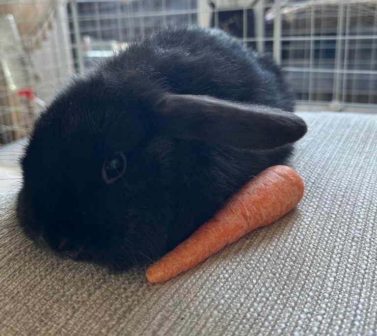 Mini lops , West Midlands B62