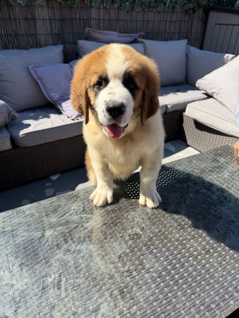 Saint Bernard’s puppies