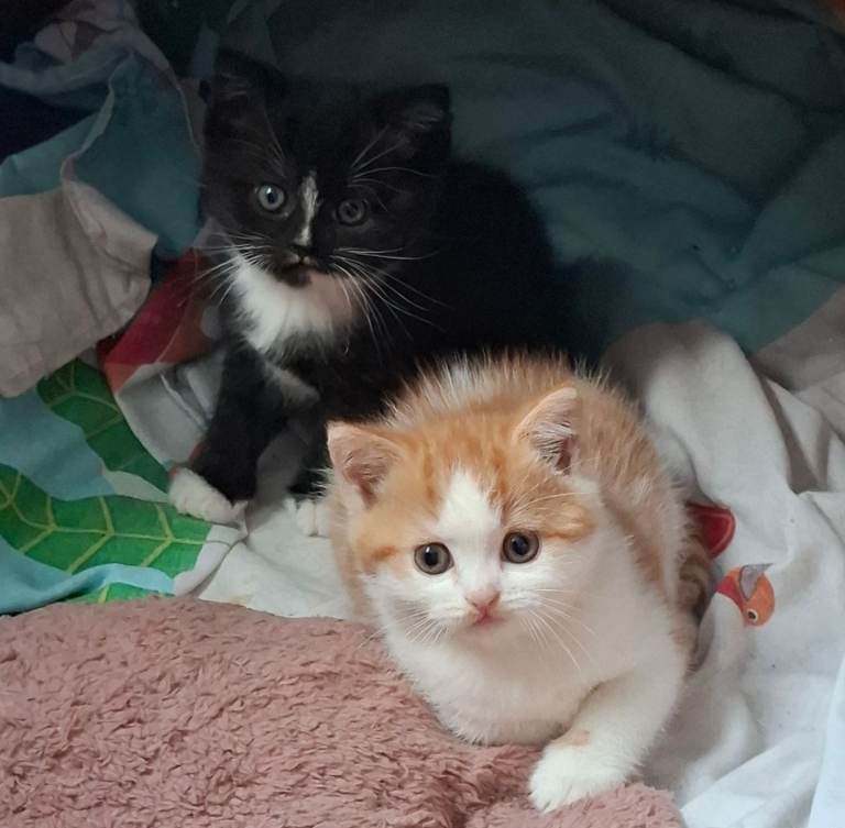 2 male kittens