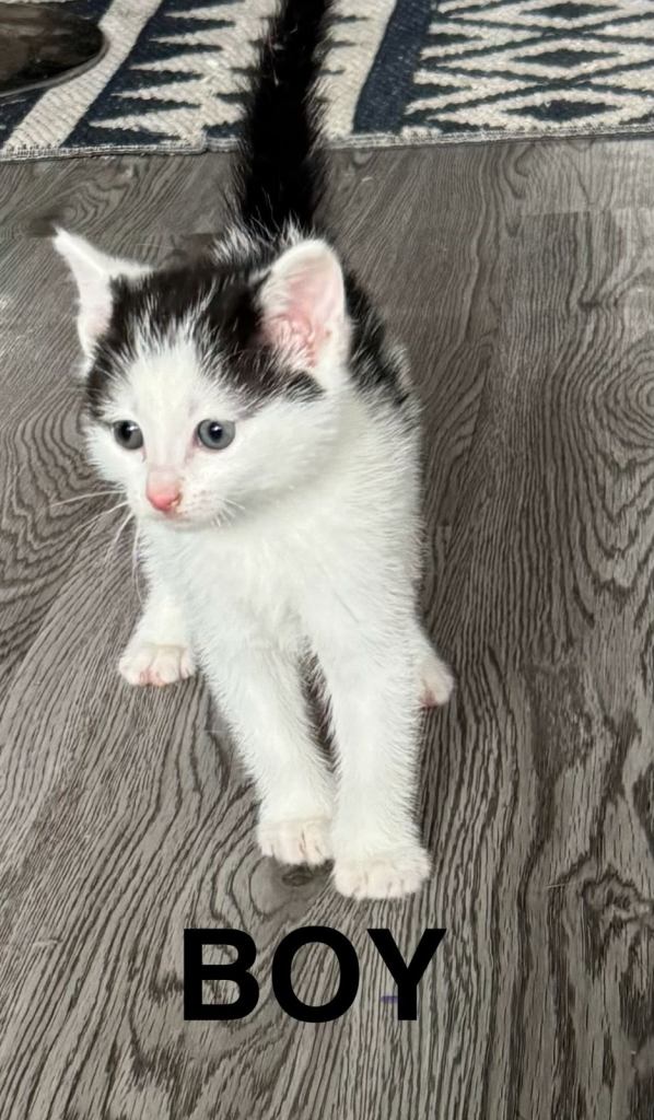 Kittens 