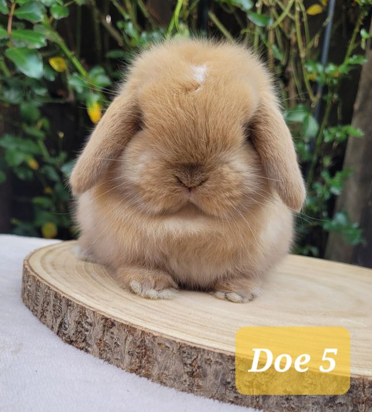 Purebred mini lop bunnies & Adults available 