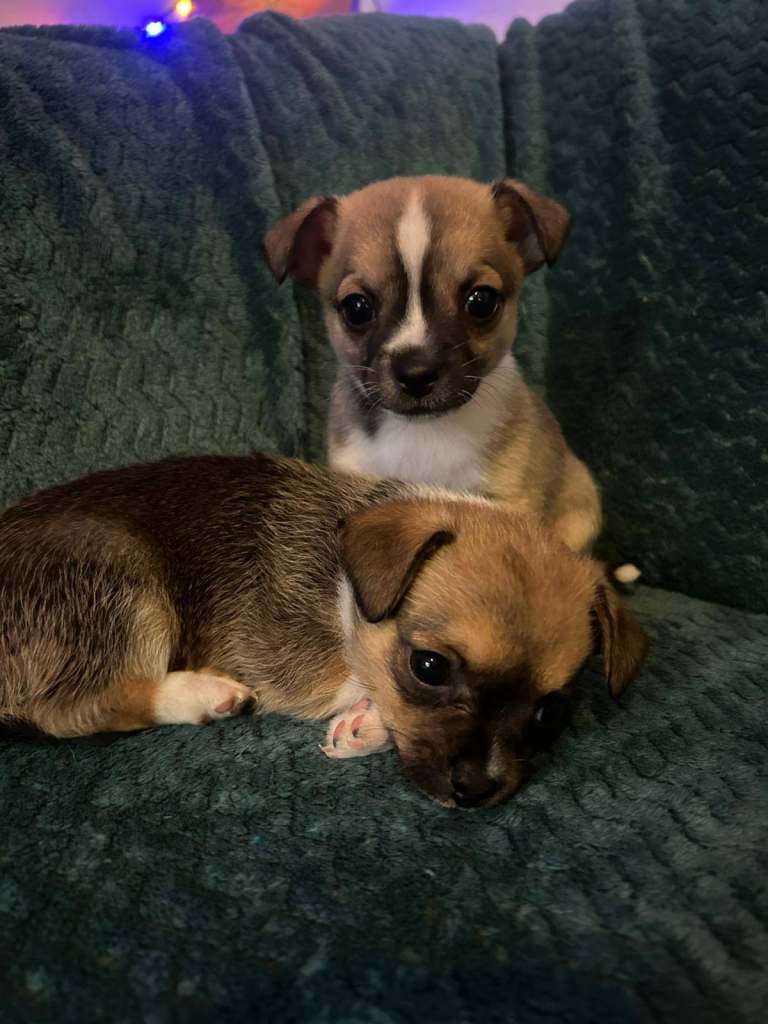 3/4 Chihuahua 1/4 Jack Russell Puppies for sale